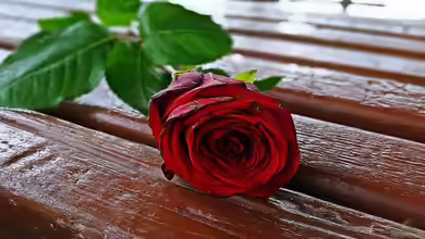 Rote Rosen - Alles, was du für deinen Garten wissen musst
