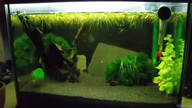 Rotes-Feuer(Red-Fire Garnelen) von MasterOfDesaster