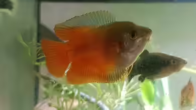 Rotkopfsalmler - Gesellschaftsbecken von Ben Mücke