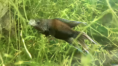 Rotrücken-Makropoden ??? Macropodus erythropterus