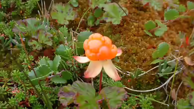 Rubus chamaemorus im Garten pflanzen