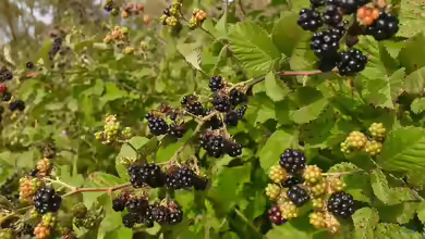 Rubus fruticosus am Gartenteich pflanzen