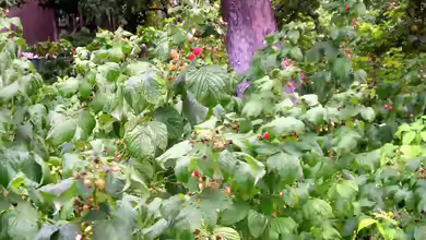 Rubus idaeus am Gartenteich pflanzen