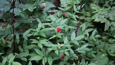 Rubus illecebrosus im Garten pflanzen