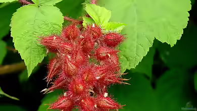 Rubus phoenicolasius im Garten pflanzen
