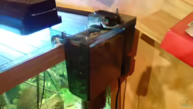 Rucksackfilter im Aquarium: platzsparende Filtertechnik für kleine und mittlere Becken