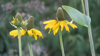 Rudbeckia maxima am Gartenteich pflanzen