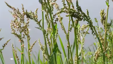 Rumex acetosa am Gartenteich