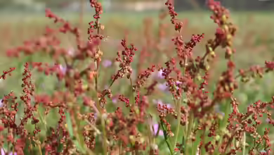 Rumex acetosella im Garten pflanzen