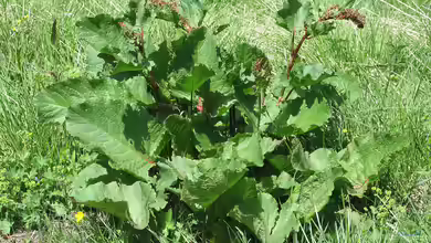 Rumex alpinus im Garten pflanzen