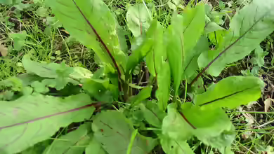 Rumex sanguineus am Gartenteich