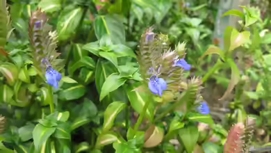 Rungia klossii am Gartenteich
