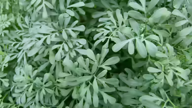 Ruta graveolens im Gartenteich