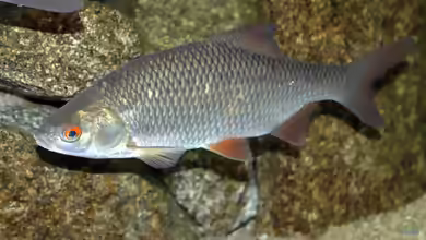 Rutilus rutilus im Gartenteich halten