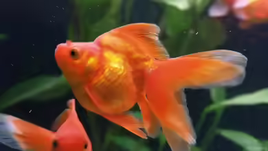 Ryukin im Gartenteich oder Aquarium