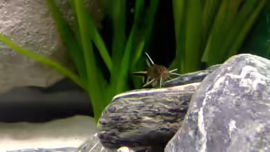 S. multipunctata - oder doch nicht??