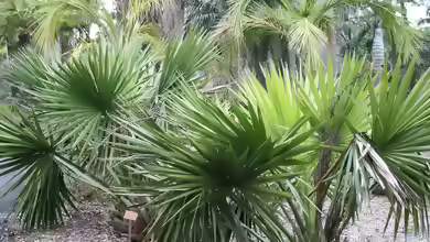 Sabal minor im Garten pflanzen