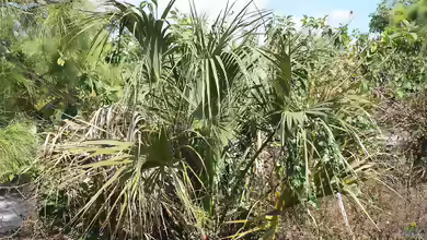 Sabal palmetto im Garten pflanzen
