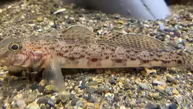 Sagamia geneionema im Aquarium halten