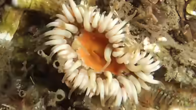 Sagartia elegans im Aquarium halten
