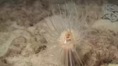 Sagartiogeton undatus im Aquarium halten