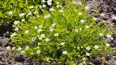 Sagina subulata im Gartenteich