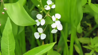 Sagittaria graminea im Aquarium pflegen