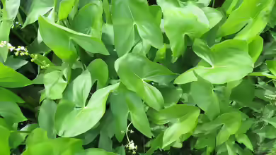 Sagittaria latifolia im Gartenteich pflegen