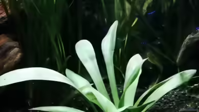 Sagittaria platyphylla im Aquarium