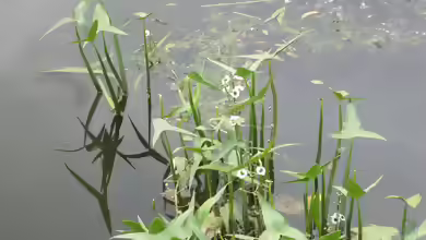 Sagittaria sagittifolia am Gartenteich