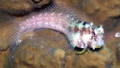 Salarias alboguttatus im Aquarium halten