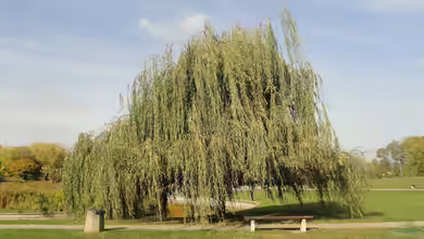 Salix babylonica im Garten pflanzen
