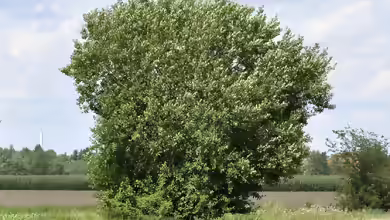 Salix caprea im Garten pflanzen
