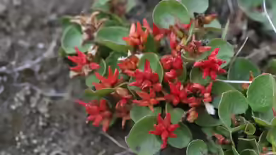 Salix herbacea im Garten pflanzen