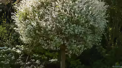 Salix integra im Garten pflanzen