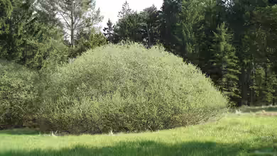 Salix rosmarinifolia im Garten pflanzen