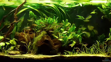 Salmler-Becken (Rotkopf/Kaiser) von Mario74