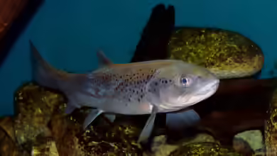 Salmo trutta im Teich halten