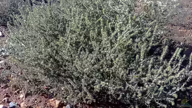 Salsola kali im Garten pflanzen