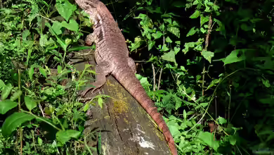 Salvator rufescens im Terrarium halten
