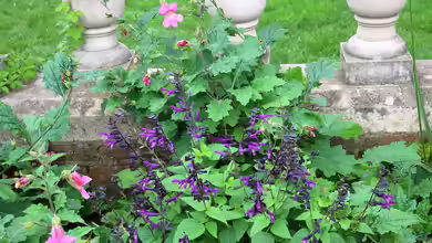 Salvia amistad im Garten pflanzen