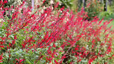 Salvia elegans am Gartenteich