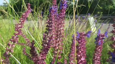 Salvia nemorosa am Gartenteich pflanzen