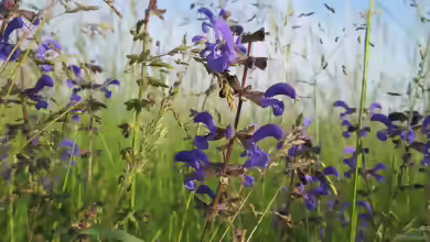 Salvia pratensis im Garten pflanzen