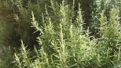 Salvia rosmarinus am Gartenteich