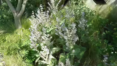 Salvia sclarea im Garten pflanzen