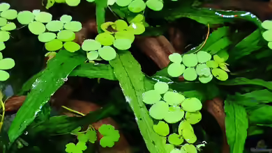 Salvinia auriculata im Aquarium