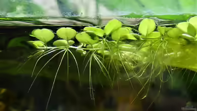 Salvinia minima im Aquarium