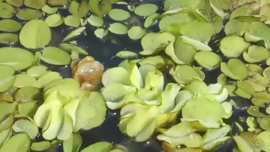 Salvinia molesta im Aquarium