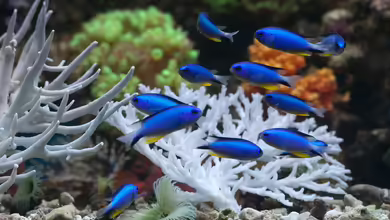 Salzwasser: So wird es für das Meerwasseraquarium aufbereitet